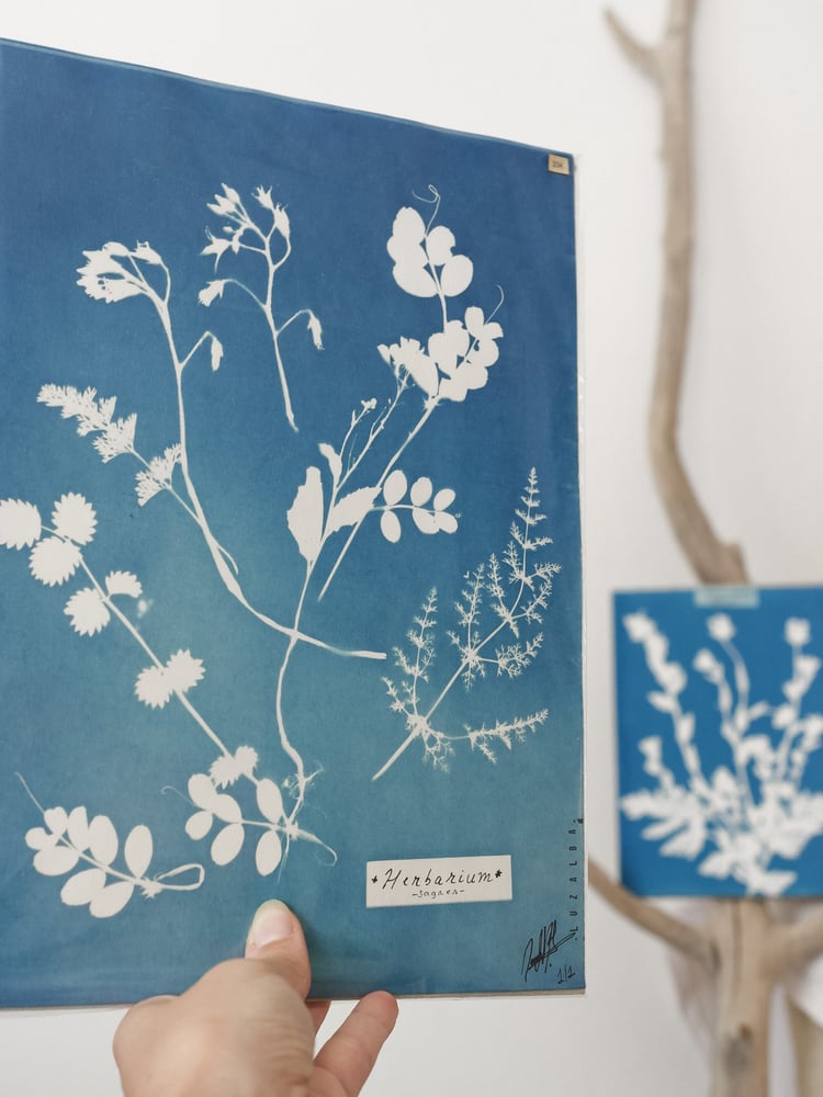 Image of Cyanotype | originals