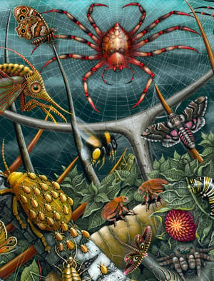 Image of ORB WEAVERS • Signed Edition