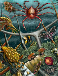 Image 3 of ORB WEAVERS • Signed Edition