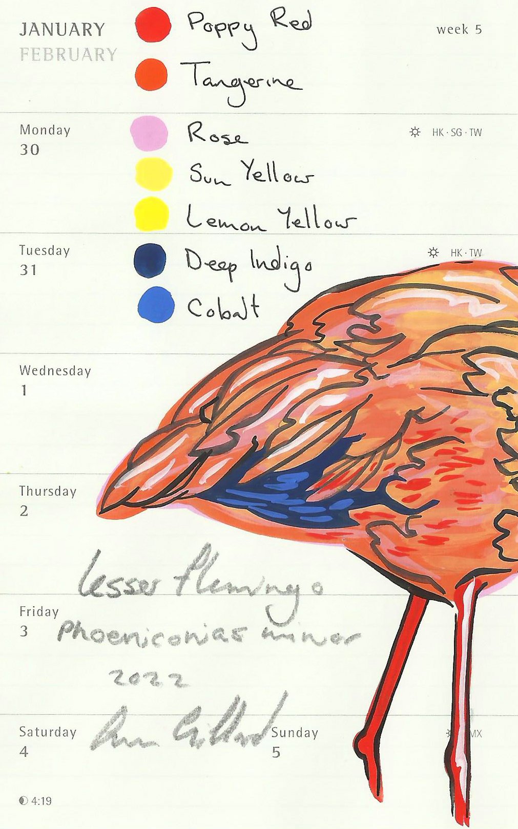 Image of Lesser Flamingo VI
