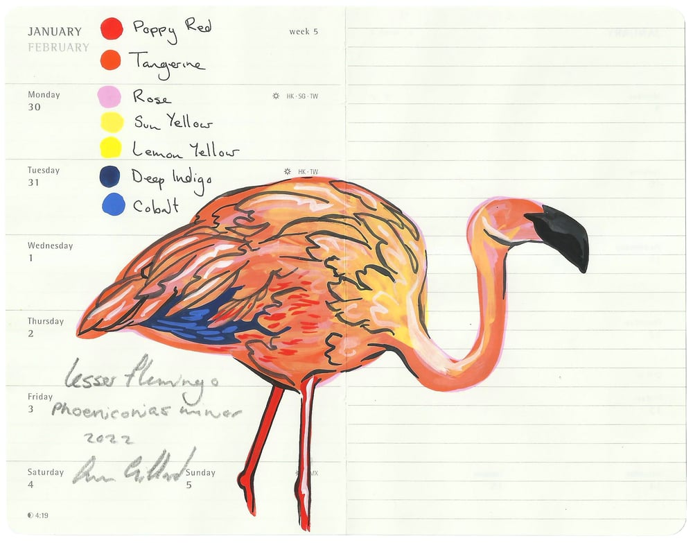 Image of Lesser Flamingo VI