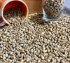 Nicaragua Honey Process Maracaturra