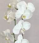 Phalenopsis Orchids Pot