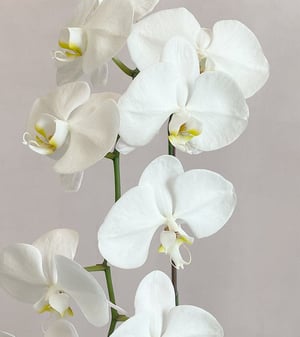 Image of Phalenopsis Orchids Pot