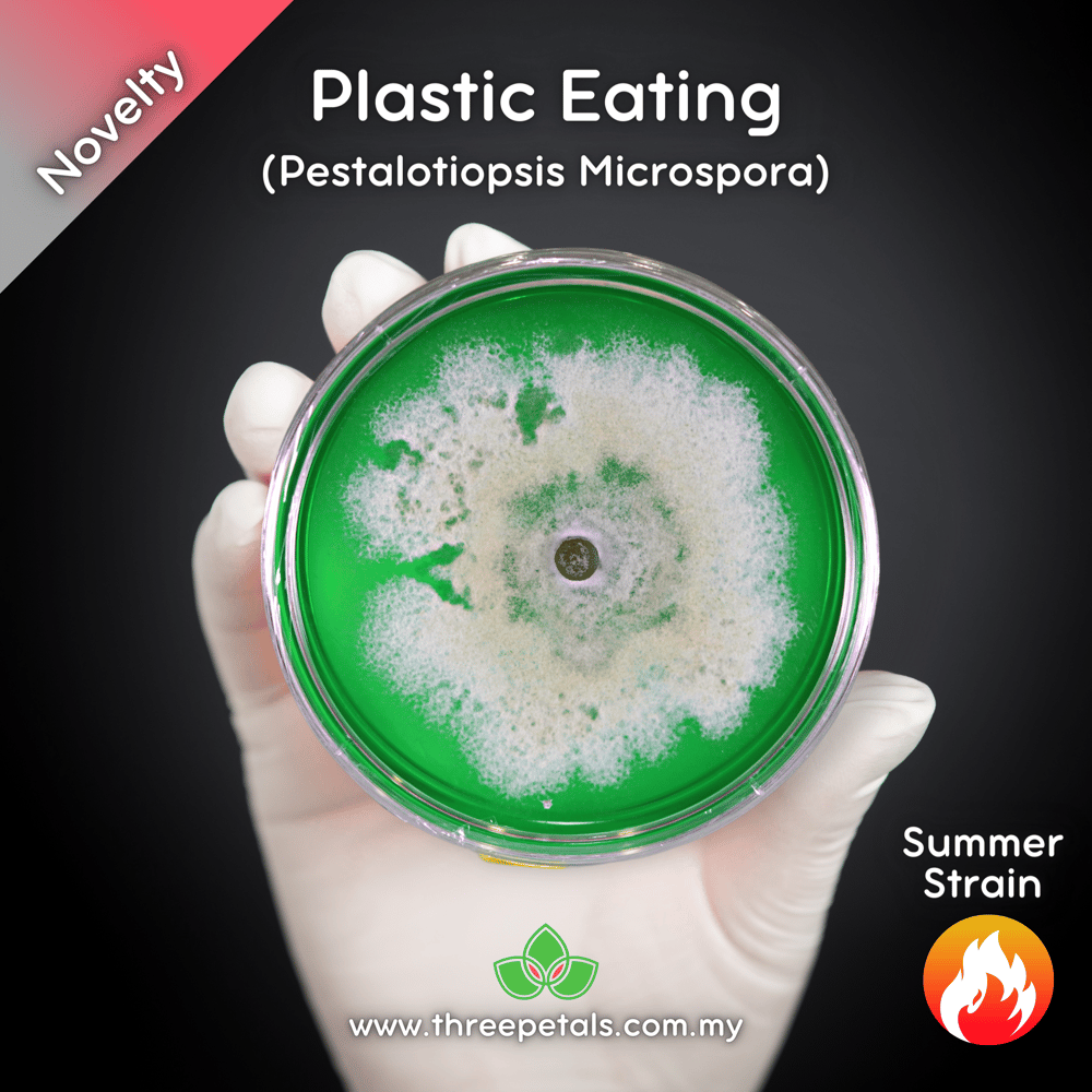 Plastic Eating (Pestalotiopsis Microspora) Live Mycelium Mushroom Culture Spawn Seed