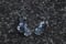 Image of Nasturtium Stand Alone Dangle Earrings