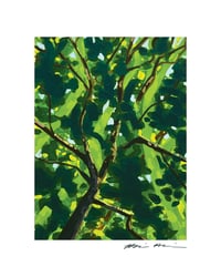 Image 1 of Arbor Umbella: Archival Print -Framed or Unframed