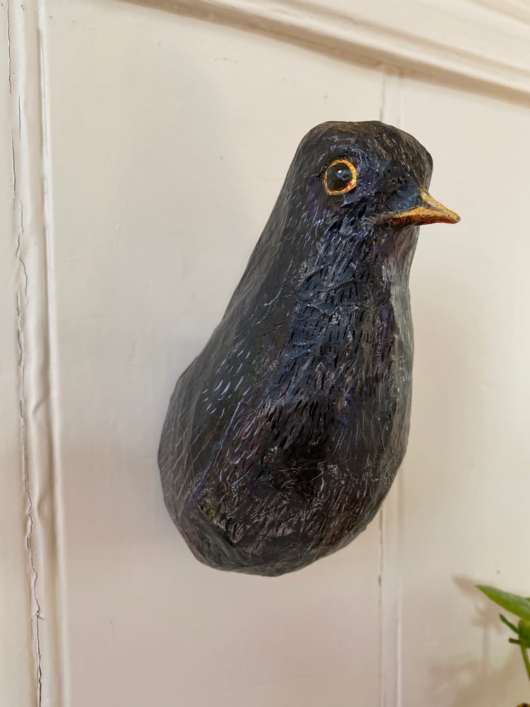 Image of Black bird 