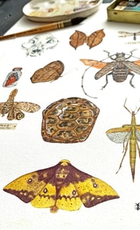 Image 5 of Cabinet of Curiosities watercolor illustration PRINTS