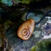 Mistletoe Spiral Amulet (PE1561)
