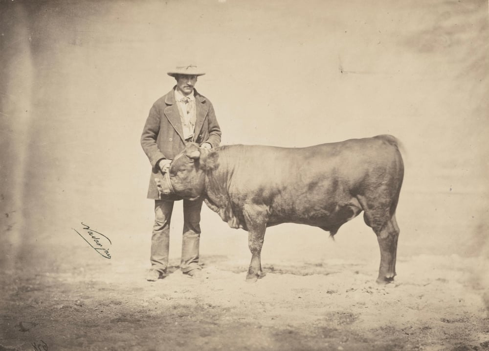 Image of Adrien Tournachon (dit Nadar Jeune): "Taureau", bull with his owner, ca. 1856