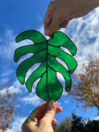 Image 1 of Monstera Leaf