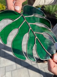 Image 2 of Monstera Leaf