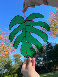 Image 1 of Jumbo Monstera Leaf