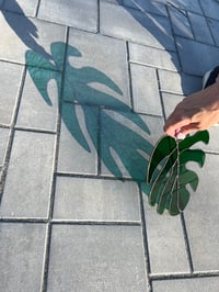 Image 2 of Jumbo Monstera Leaf