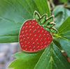 Berry Enamel Pin