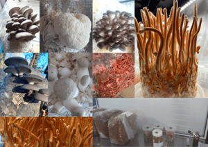 Image of Pink Oyster Mushroom Blocks