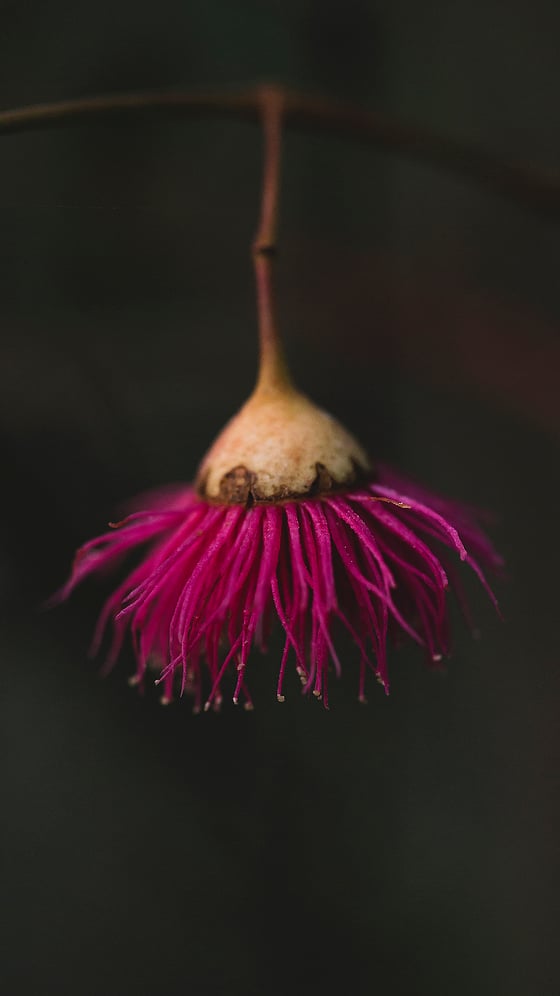 Image of Screen Saver - Eucalypt Flower