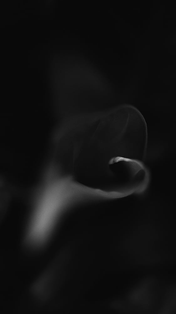 Image of Screen Saver - Abstract Peace Lily