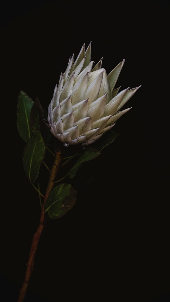 Image of Screen Saver - Protea