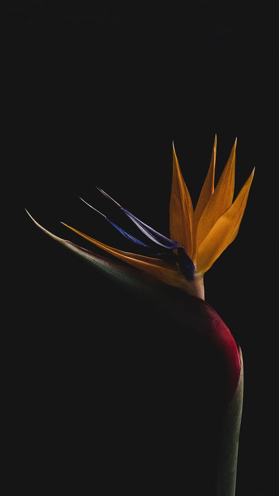 Image of Screen Saver - Bird of Paradise