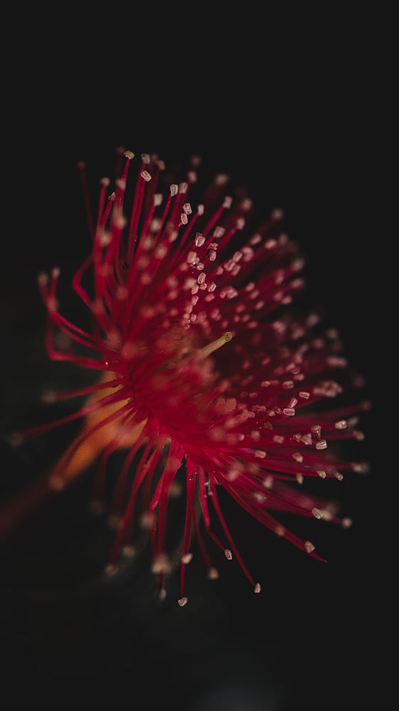 Image of Screen Saver - gum flower