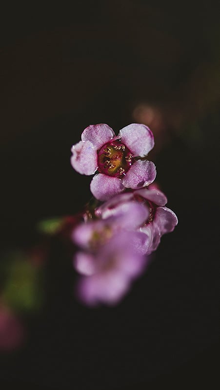 Image of Screen Saver - Wax Flower