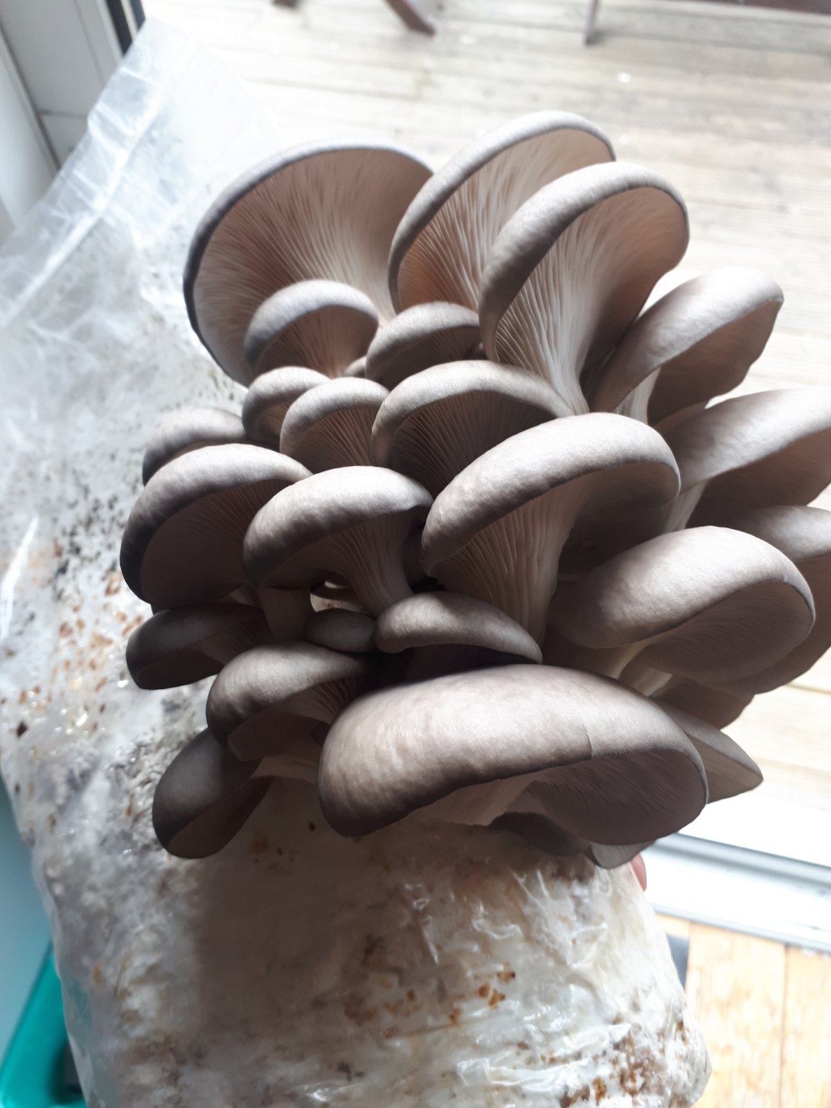 Image of Grey Oyster Mushroom Blocks
