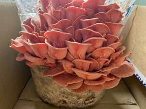 Image of Pink Oyster Mushroom Blocks
