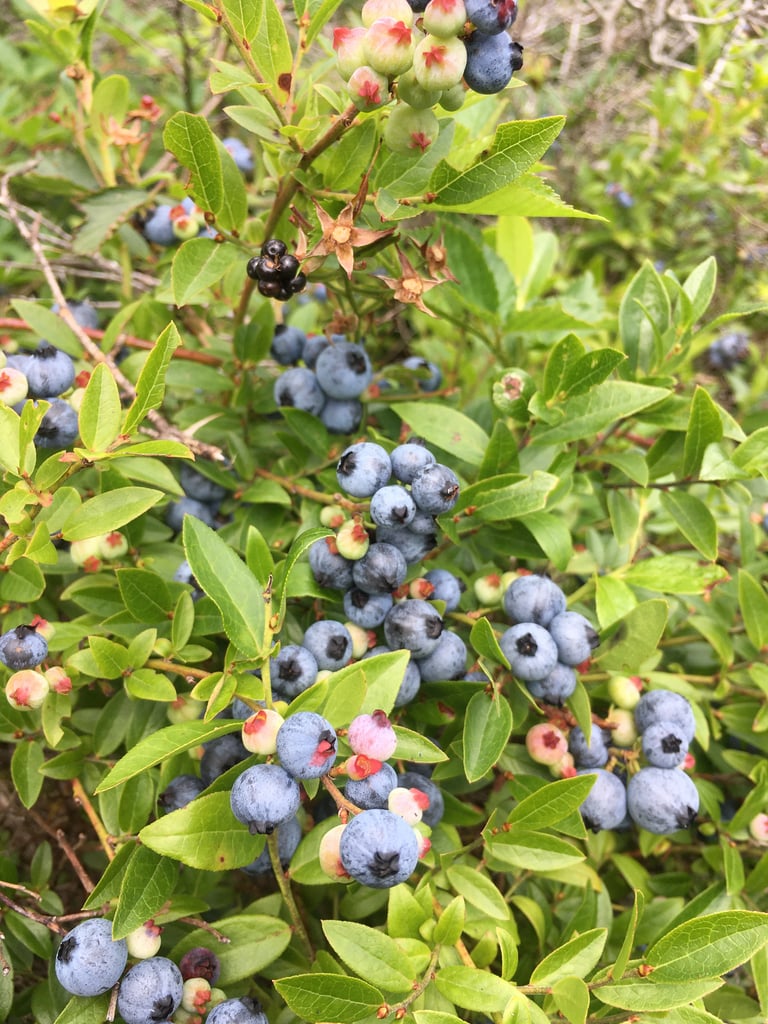 Wild Blueberry Sea Salt  Image 2