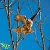 Red-Tailed Hawk Aluminum Wall Art