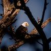 Bald Eagle Canvas Wall Art 