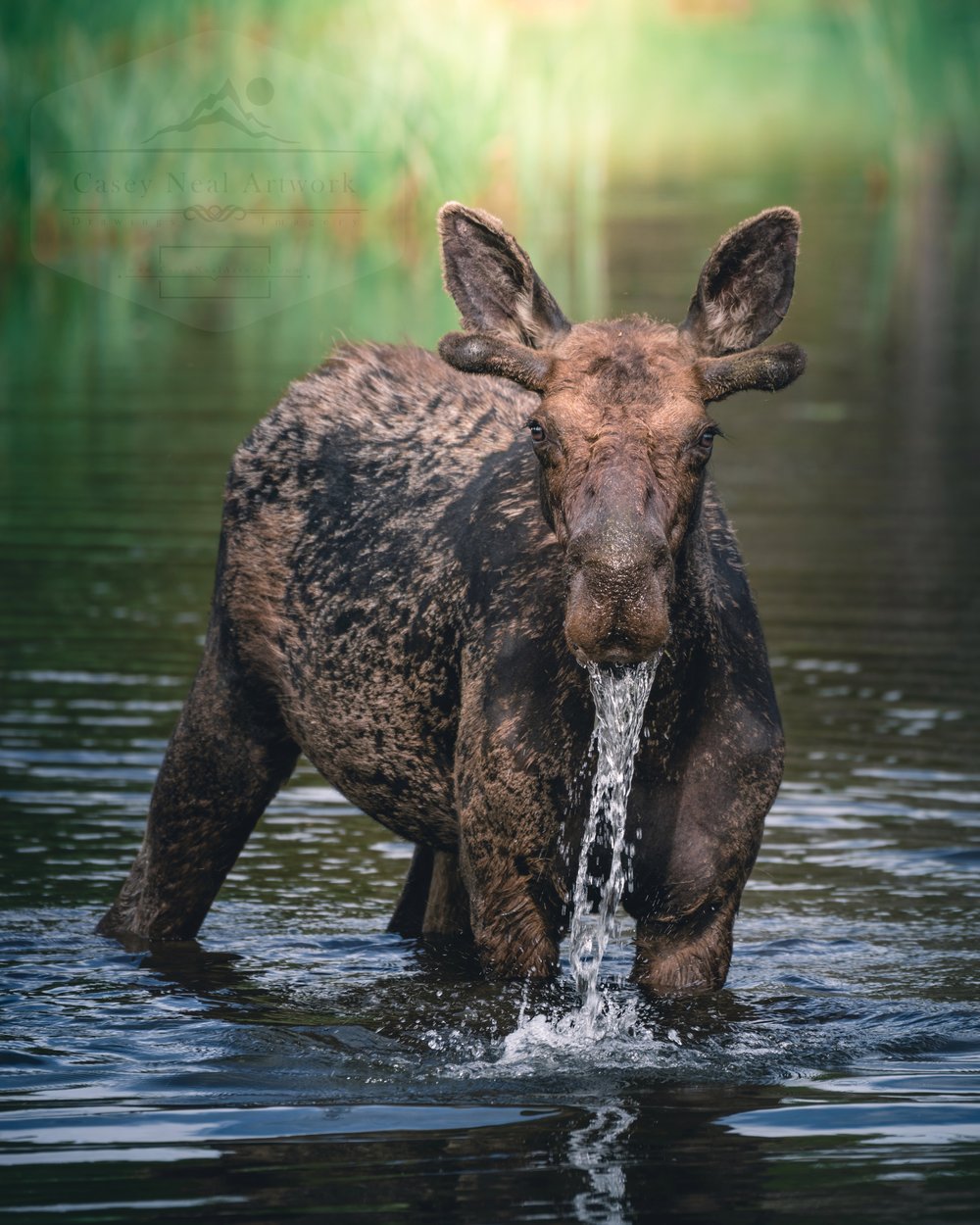 Image of Moose and the Pond