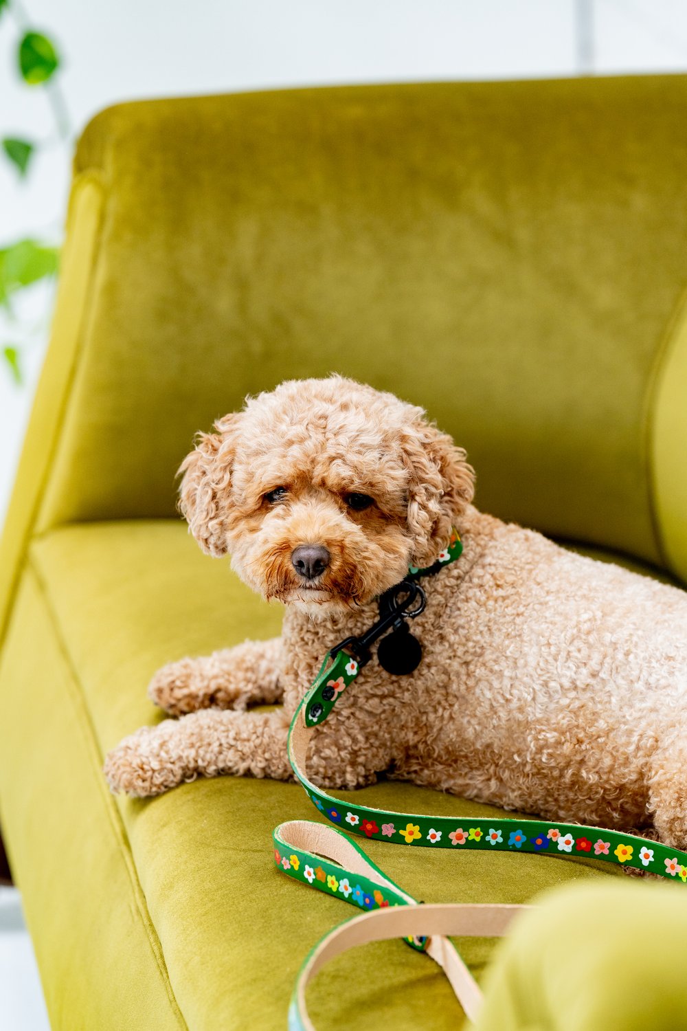 'Jade's Bouquet' Leather Collar