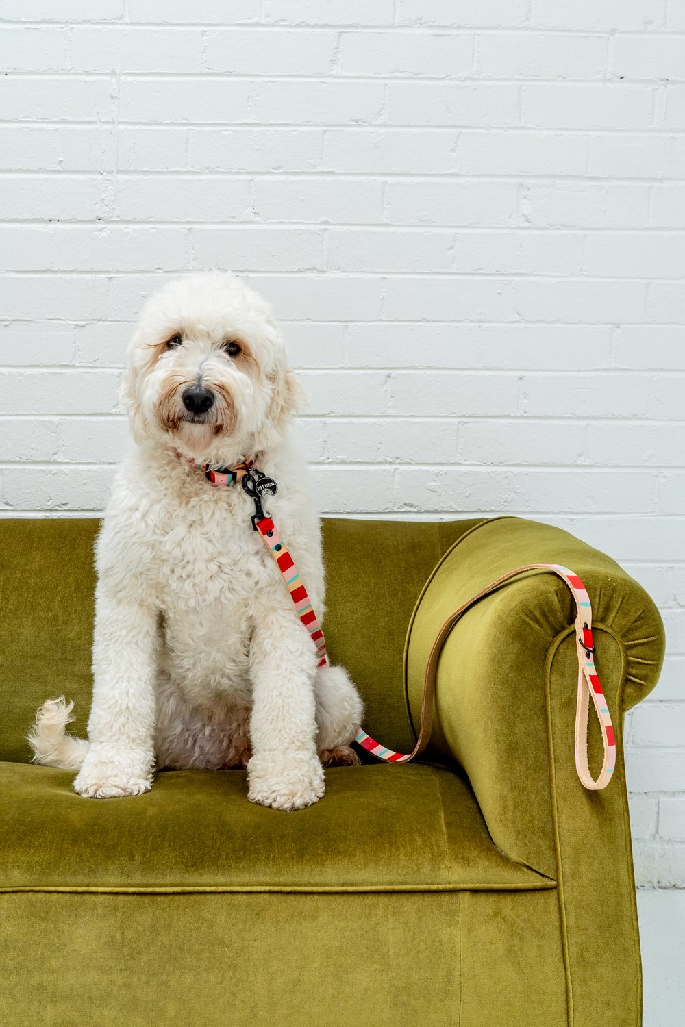 'Tommy's Streak' Leather Collar
