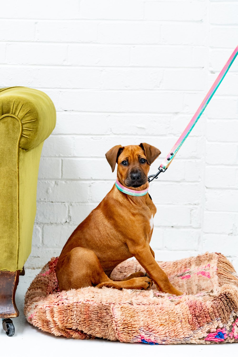 'Unicorn Skye' Leather Collar