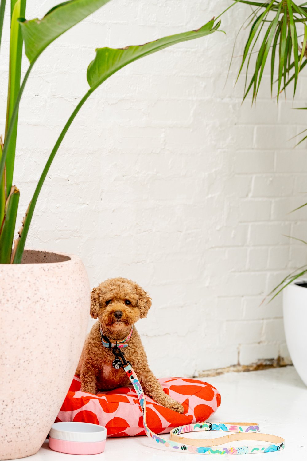 'Dinki-Di' Leather Collar