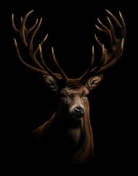 Stag
