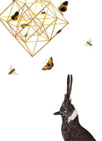 Image 2 of MARAVILLA INÚTIL