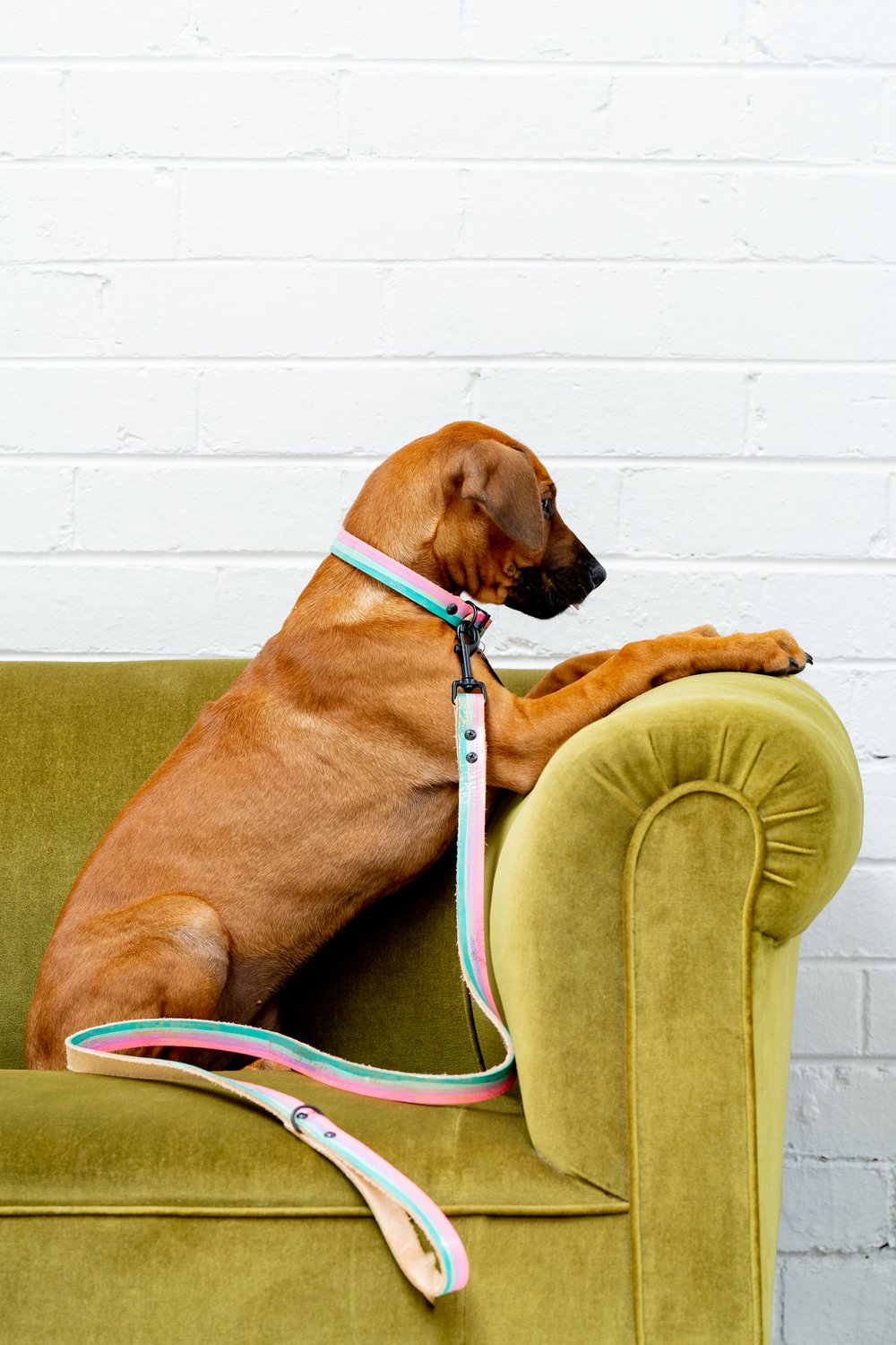 'Unicorn Skye' Leather Collar
