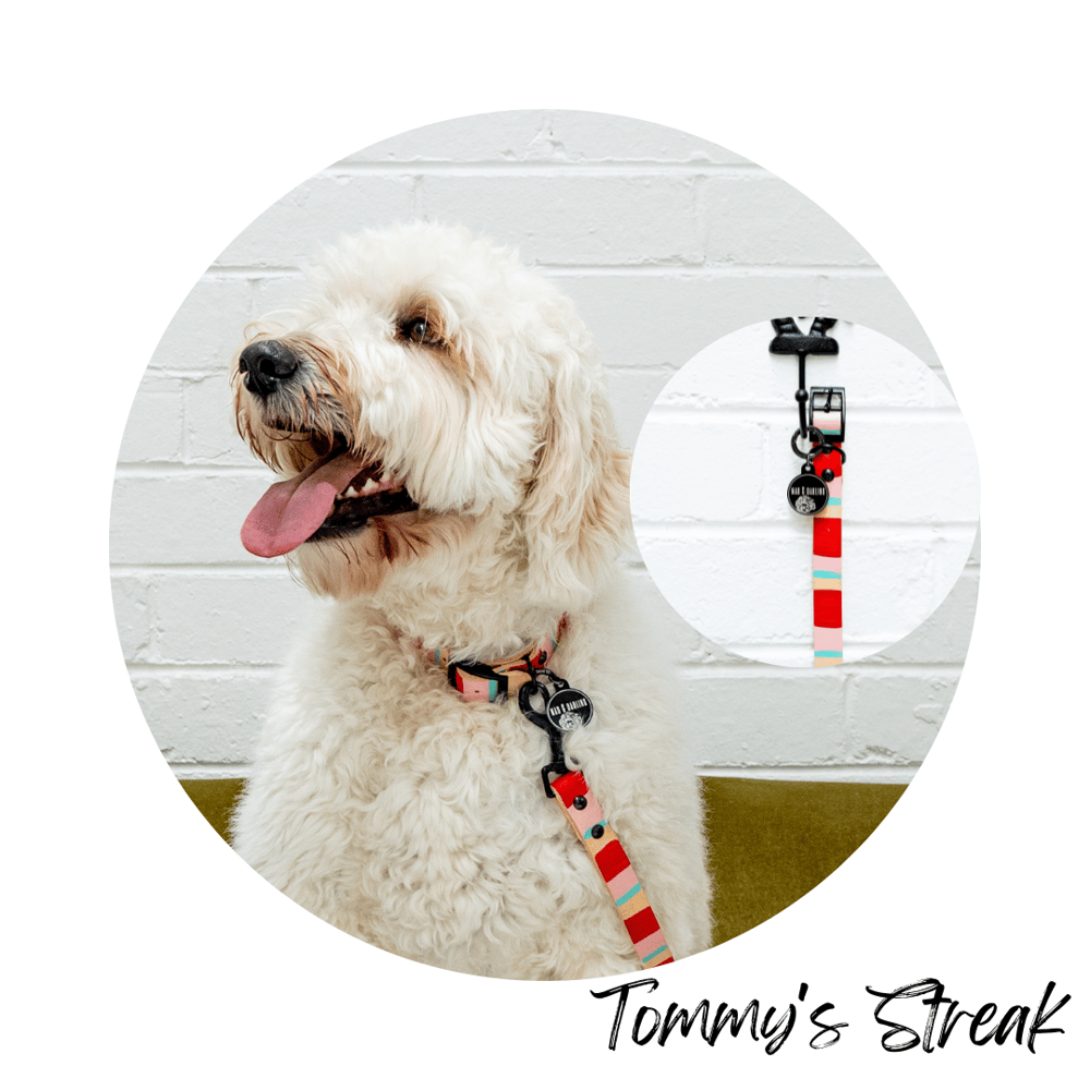 'Tommy's Streak' Leather Collar 