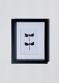 Image 1 of Teal Glittering Damselfly 