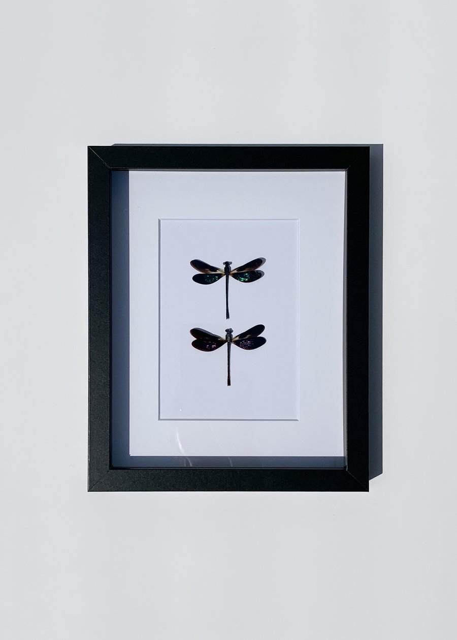 Image of Teal Glittering Damselfly 