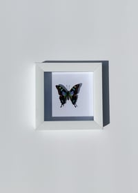 Image 1 of Graphium weiskei butterfly 
