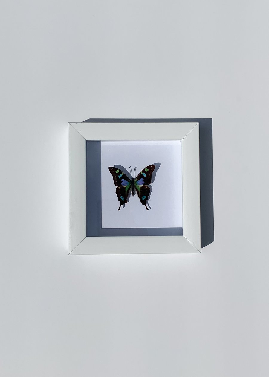 Image of Graphium weiskei butterfly 