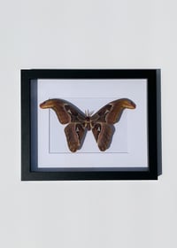 Image 2 of Atlas Moth 
