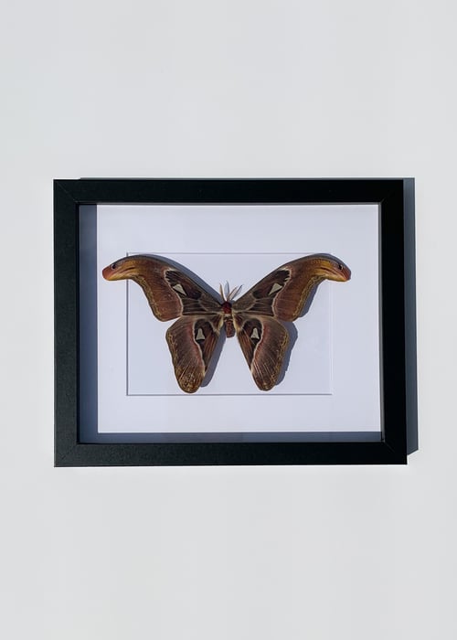Image of Atlas Moth
