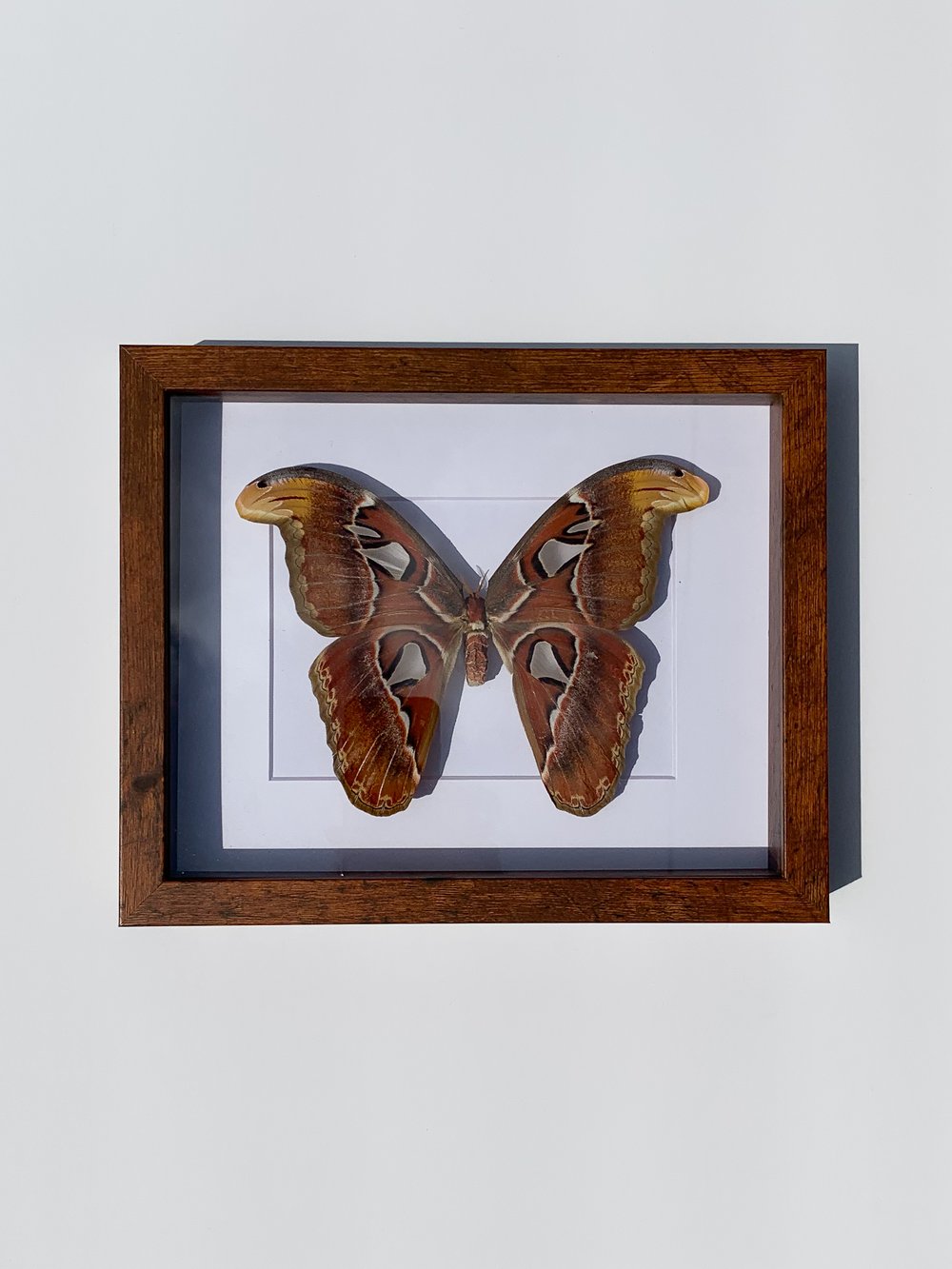 Image of Atlas Moth