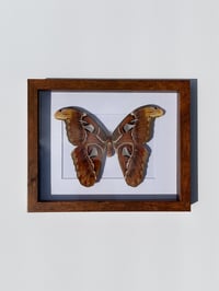 Image 1 of Atlas Moth 