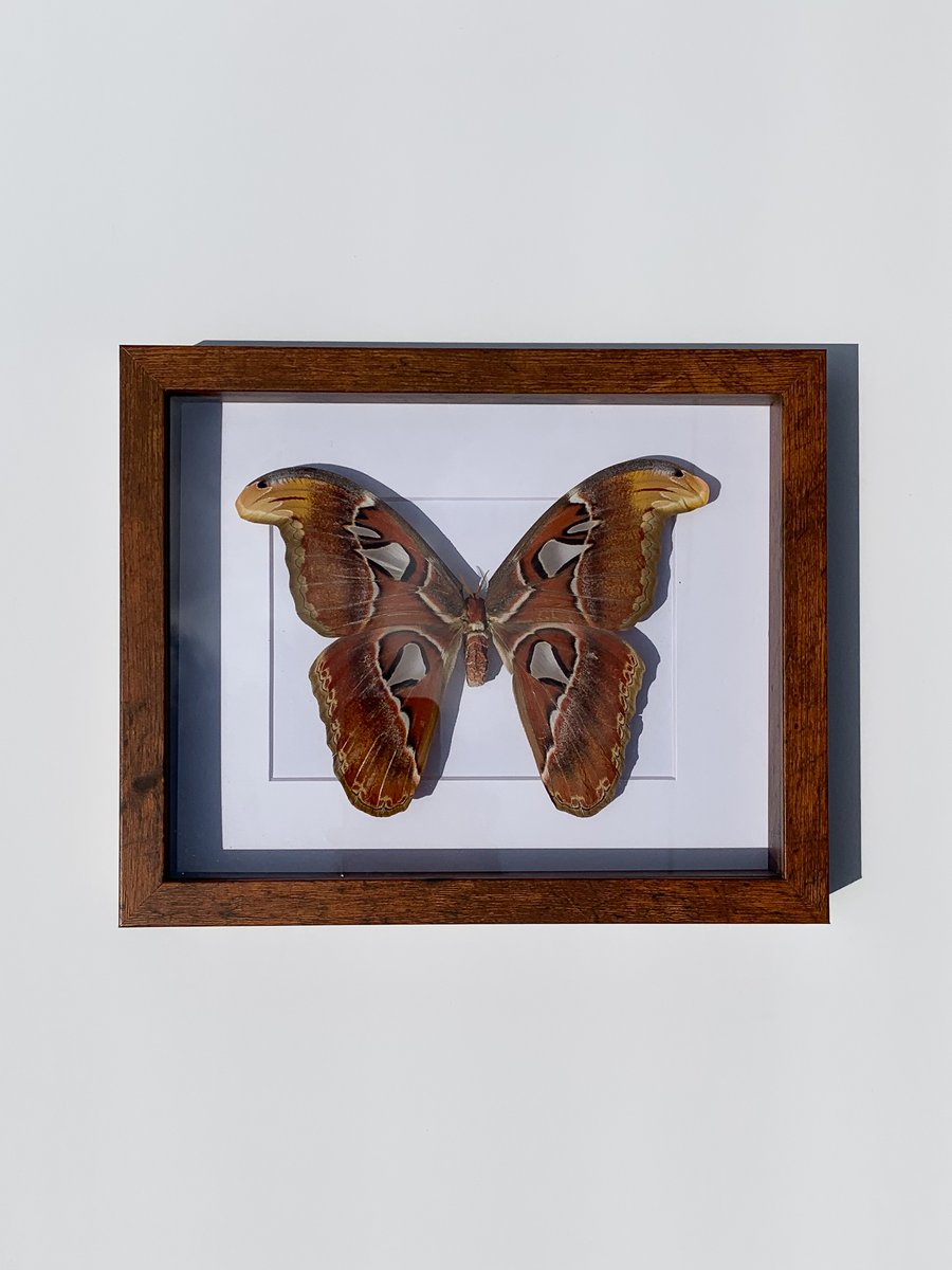 Image of Atlas Moth 